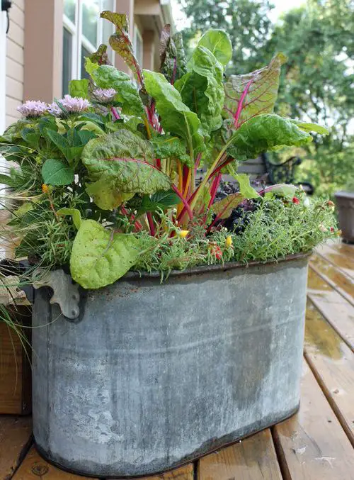 best Grow a Container Garden with Vitamin C Vegetables