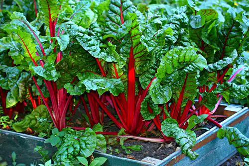 Grow a Container Garden with Vitamin C Vegetables