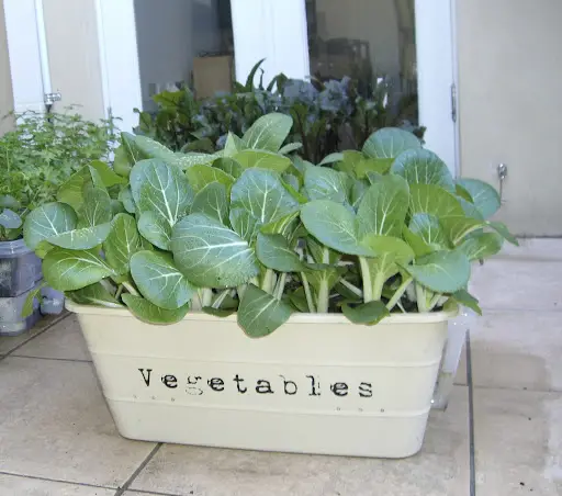 Grow a Vitamin C Vegetable Garden in Containers