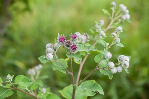 How to Grow Burdock