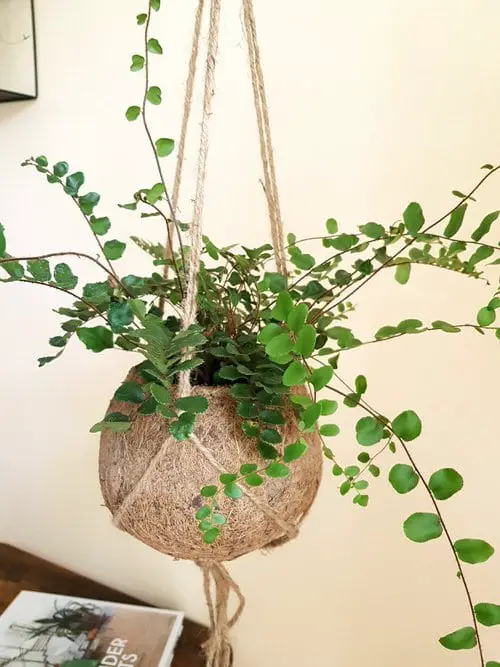 Best Indoor Ferns