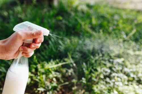 Calcium Boost for Your Plants