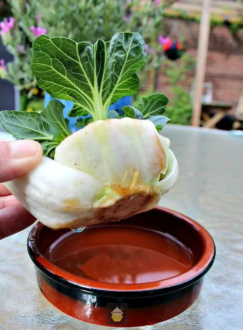Growing Bok Choy in Water