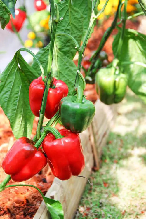 Container Vegetable Garden Rich in Vitamin C