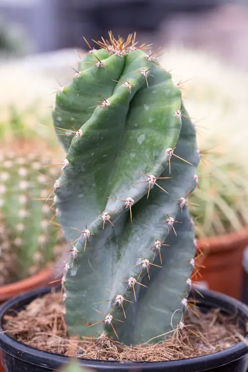 Houseplants with the Strangest and Most Speculative Leaves