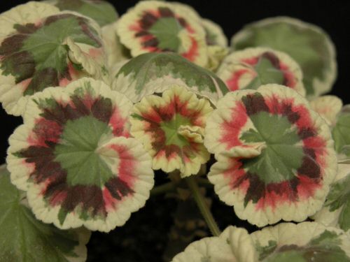 Fancy Leaf Geranium Varieties