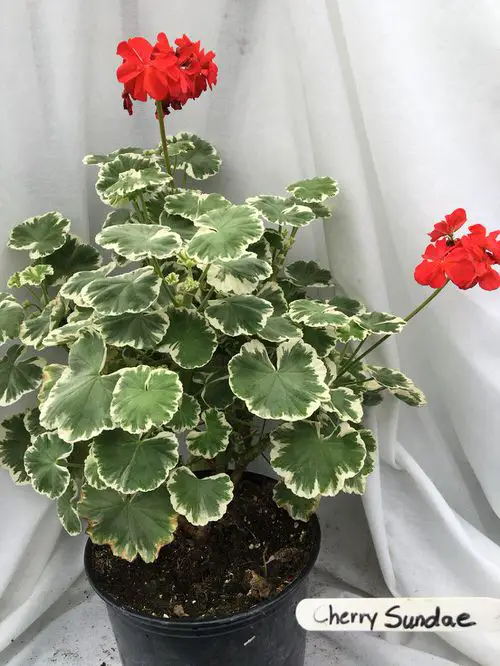 Amazing Fanciest Types of Geraniums