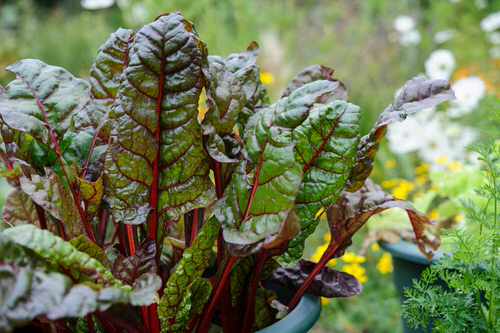 Establish a Vitamin C-Rich Container Vegetable Garden