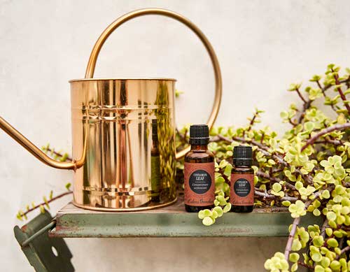 Cinnamon Leaf Essential Oil