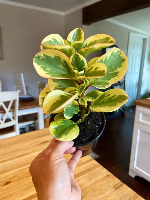 Top best Peperomia Types