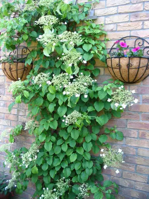 Shrubs that Climb like a Vine 3