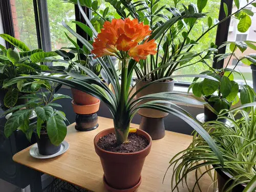 Beautiful Indoor Plants Just Like Flower Bouquets
