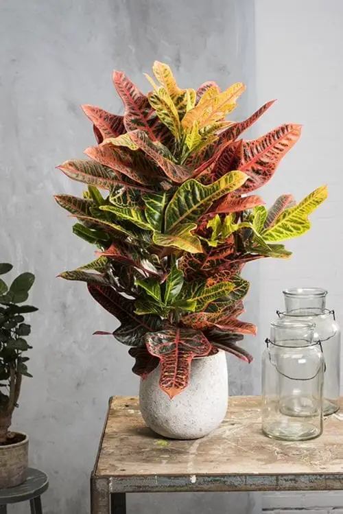 Plants that are as Beautiful as Flower Bouquets