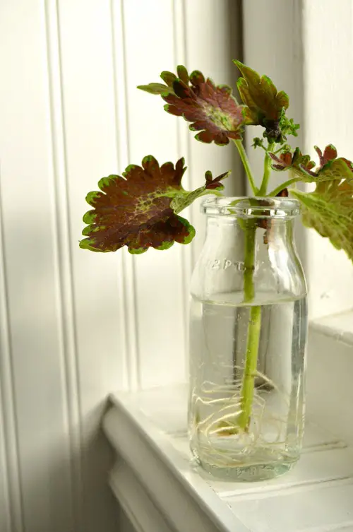 Amazing Plants You Could Grow in a Water Garden Indoors
