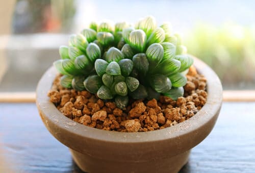 top Houseplants with the Strangest and Most Spectral Leaves