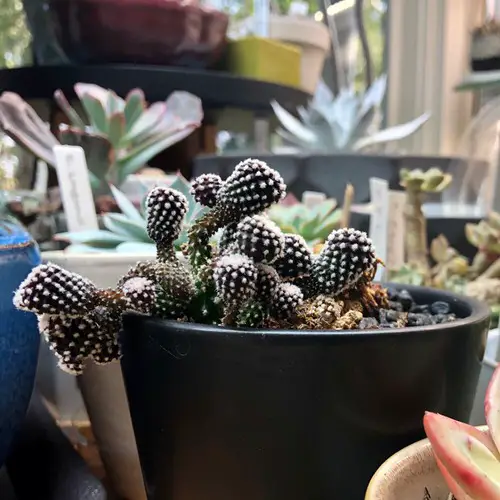 lovely Plants That Are Special & Hard to Find If You Love Succulents & Cacti