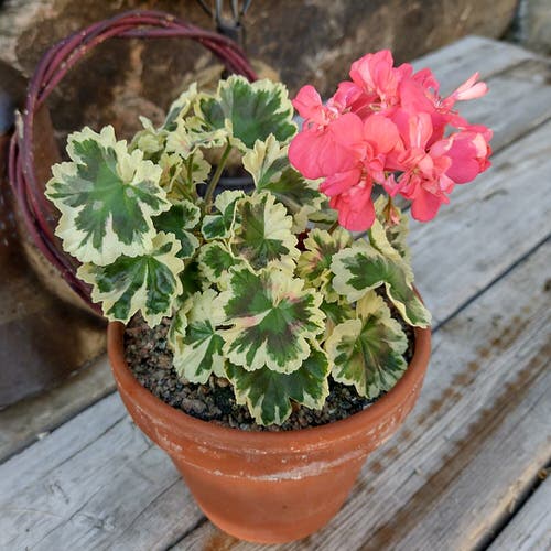 Fancy Leaf Geranium Varieties