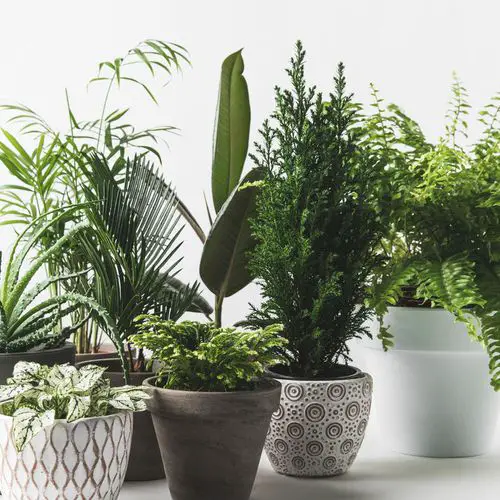 Crowd the Plants Together