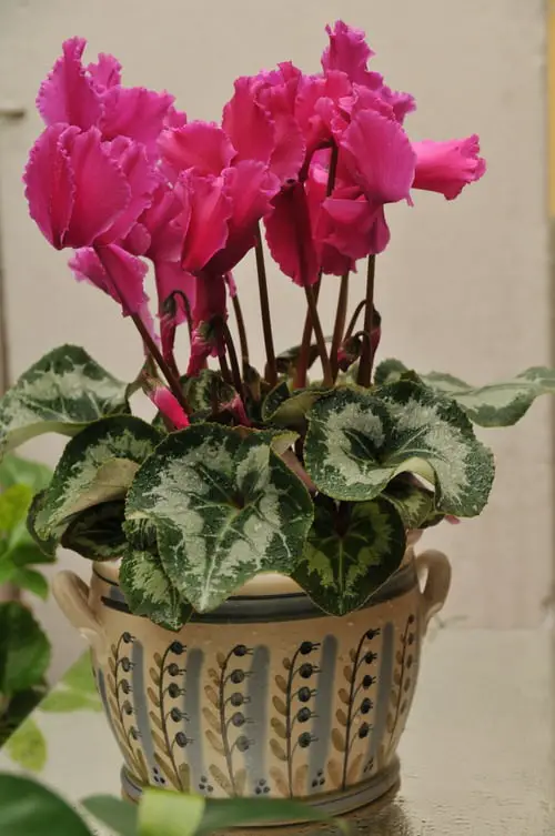 top Indoor Plants that are as Beautiful as Flower Bouquets