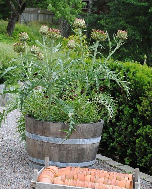 Plants That Can Withstand Drought 2