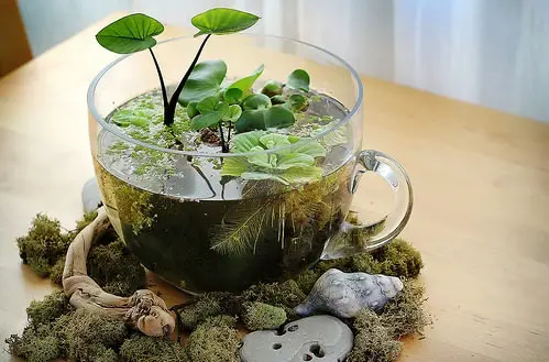 DIY Tiny Water Garden