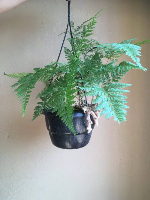 Gorgeous Ferns for Houses