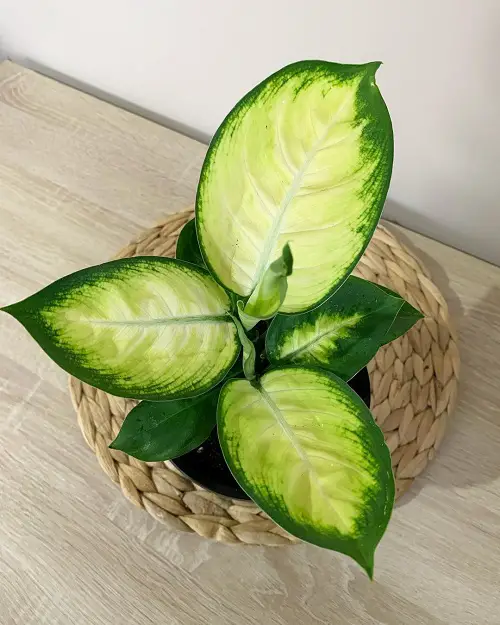 Types of Dieffenbachia Plants-Dieffenbachia Honeydew
