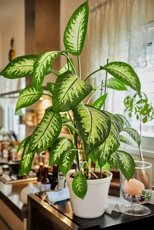 Types of Dieffenbachia Plants-Dieffenbachia Seguine