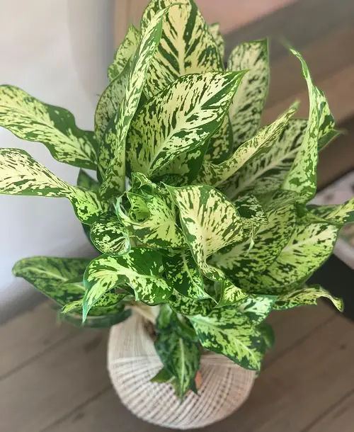 Dieffenbachia Plants 13
