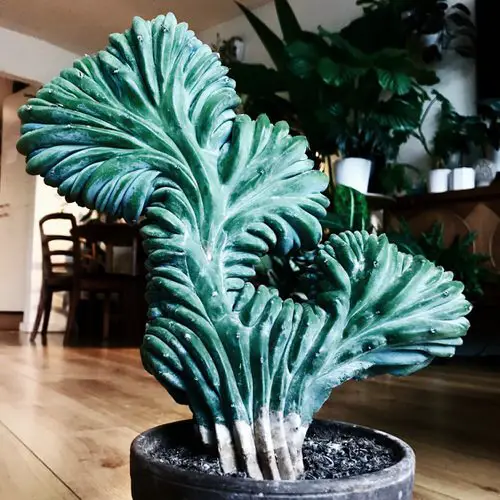 best Unique & Rare Cactus 