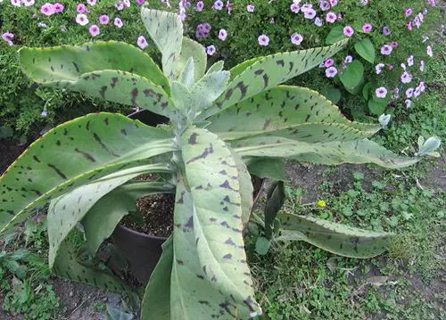 best You Can Grow Succulents in Sand