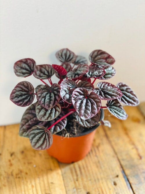 Amazing List of Best Peperomia Types