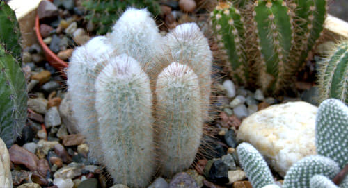 Best White Succulents You Can Grow