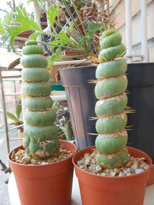 best Plants That Are Special & Hard to Find If You Love Succulents & Cacti 