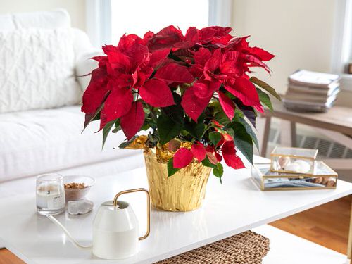Indoor Plants that are as Beautiful as Flower Bouquets 