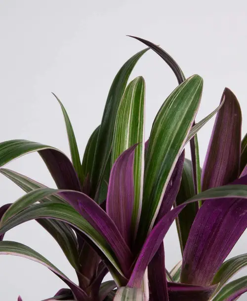 best Signs that Indicate Your Indoor Plants Need More Sunlight