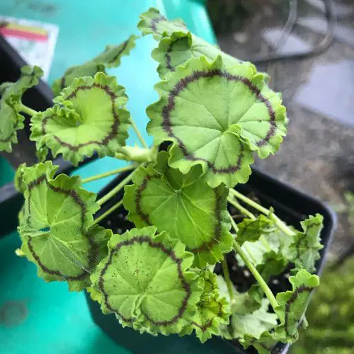 Fancy Leaf Geranium Varieties