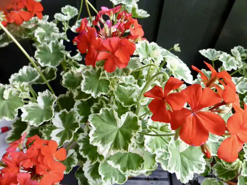 best Fanciest Types of Geraniums
