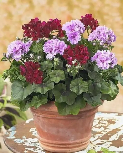 top Indoor Plants Just as Gorgeous as Flower Arrangements 