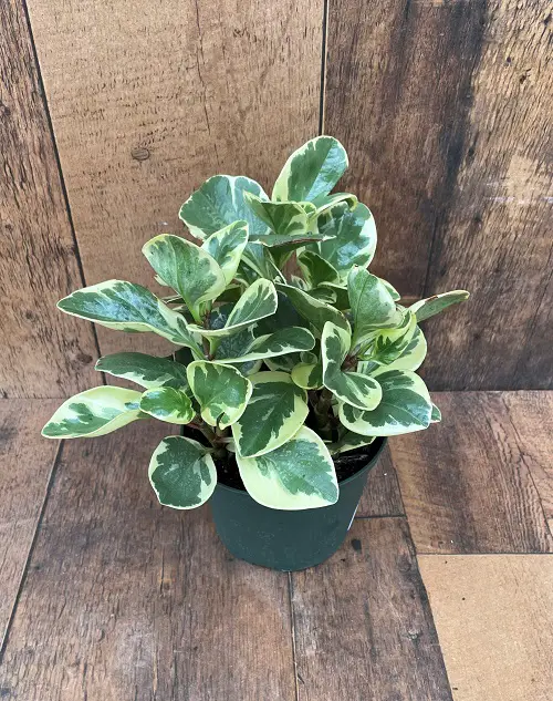 List of Best Peperomia Types