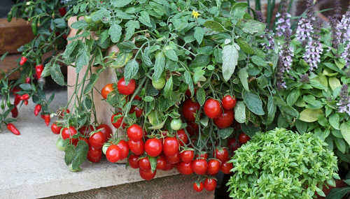 Milk Powder Uses in the Garden