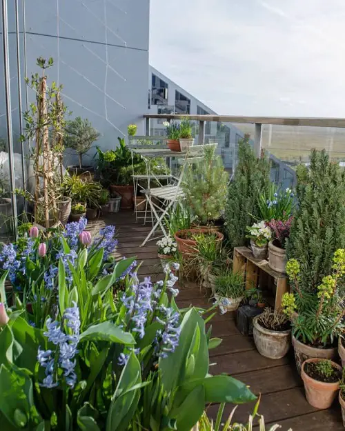 A Narrow Balcony Full of Plants!