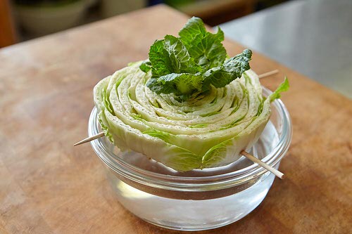 Where to Keep Water-Grown Bok Choy Plants