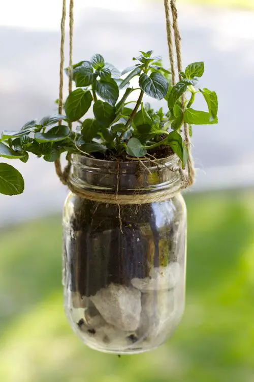 Hanging Mason Jar Planter