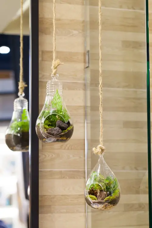 Hanging Bulb Terrariums