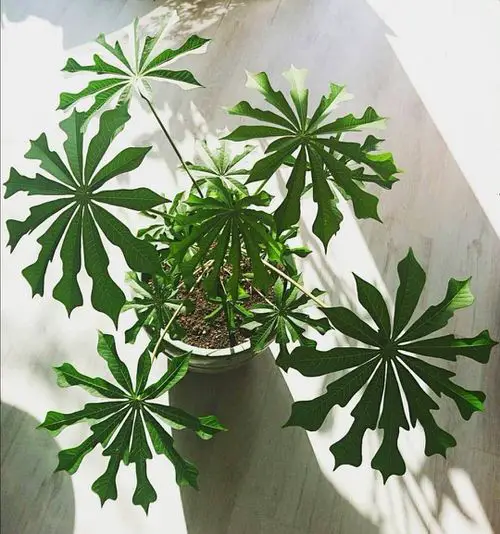 Houseplants with Most Unusual Leaves