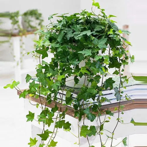 English Ivy Perennial Vines Houseplants