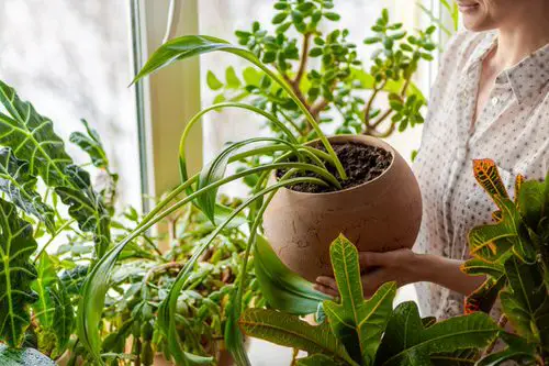 How Houseplants Make You Happy