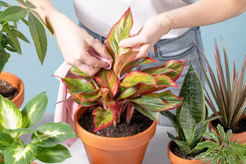 lovely Tips to Clean Your Houseplants