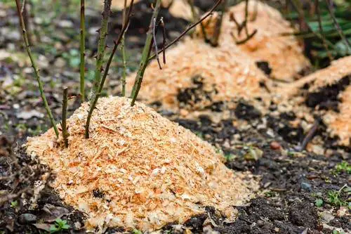 How to Fix Nitrogen Toxicity in Plants